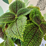 Pilea Moon Valley  2