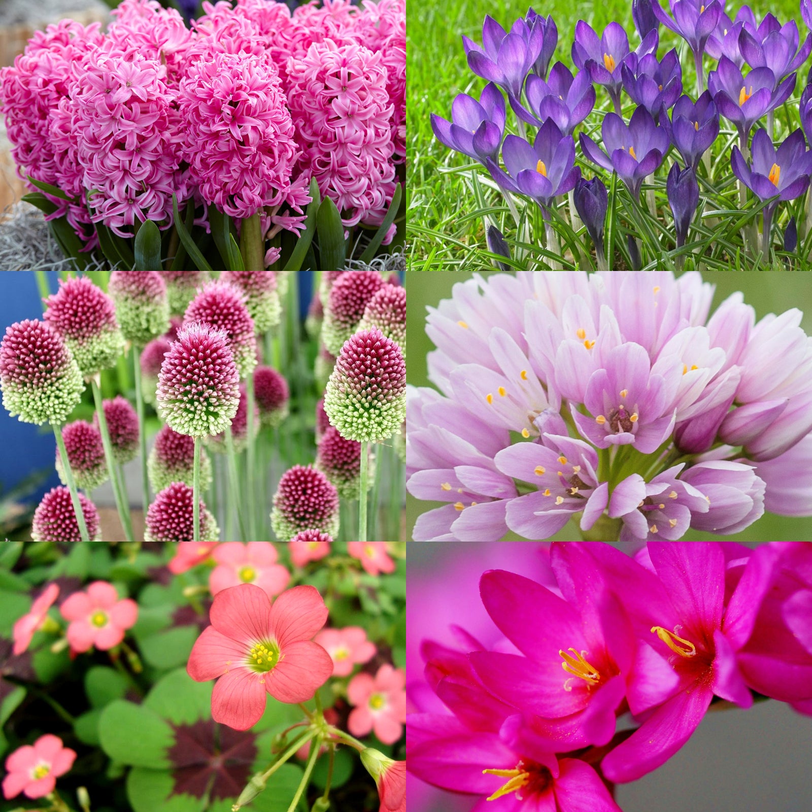 Spring Bulb Collection