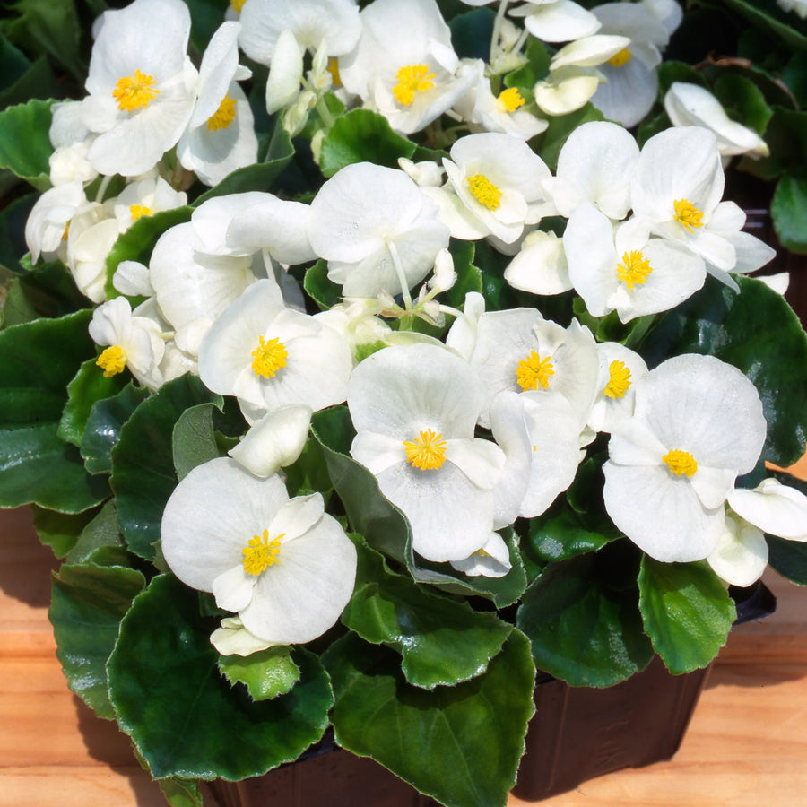 Plug Plants - Begonia Heaven White  1
