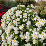 Plug Plants - Begonia Heaven White  2