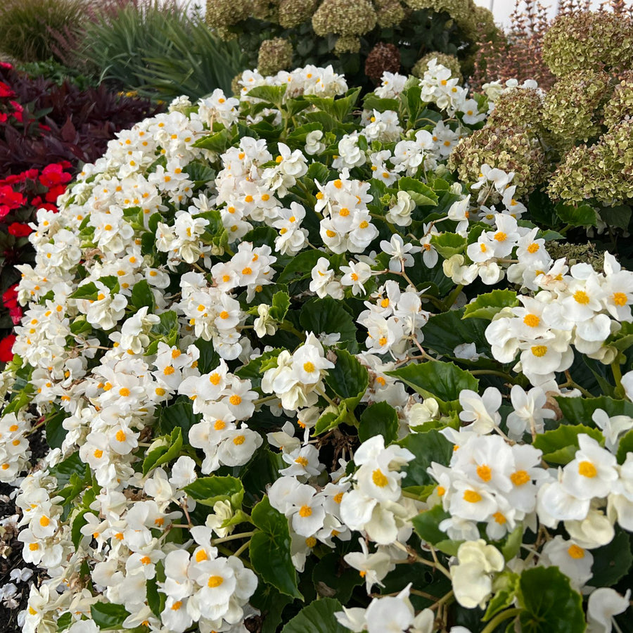Plug Plants - Begonia Heaven White  2