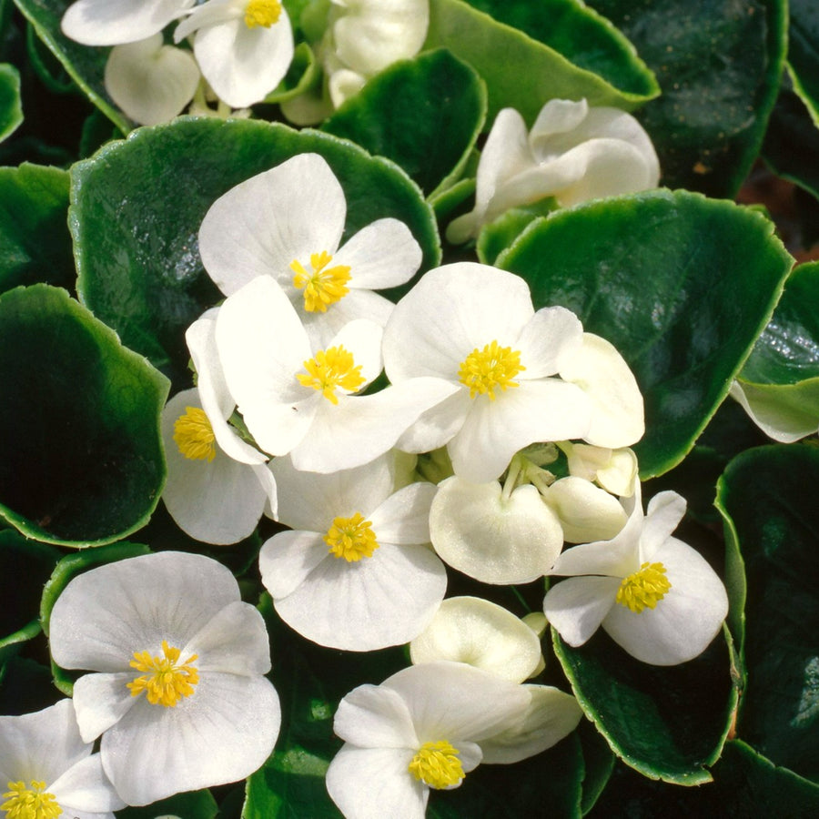 Plug Plants - Begonia Heaven White  3