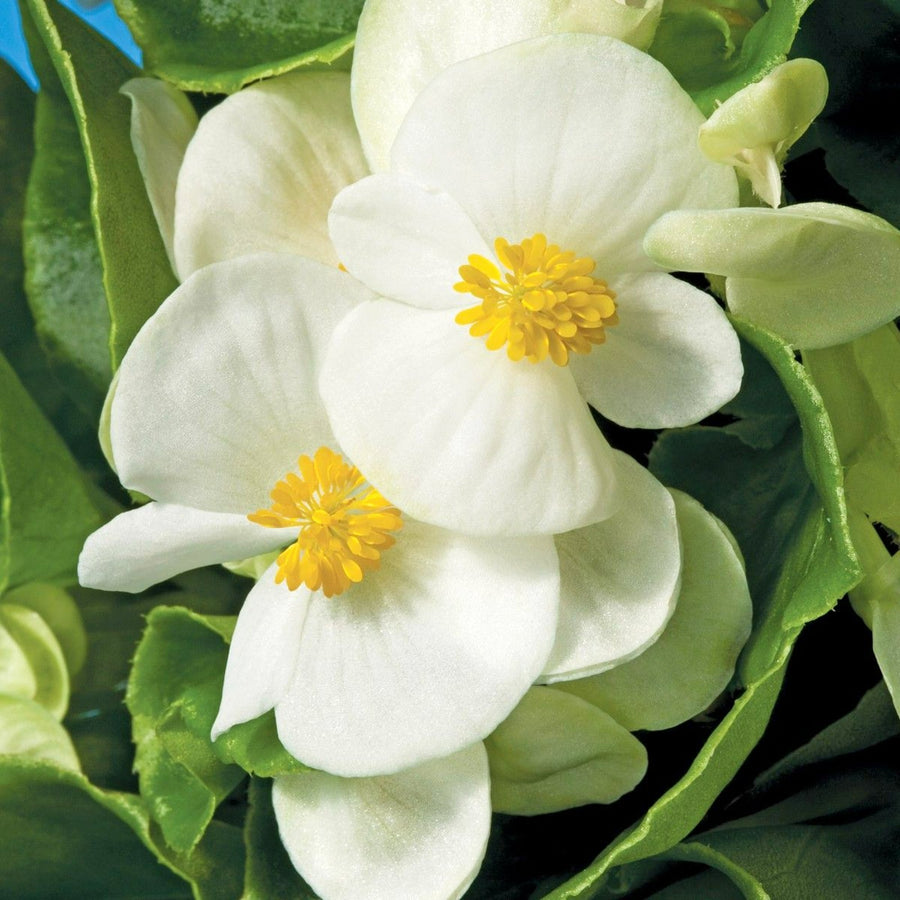 Plug Plants - Begonia Heaven White  4