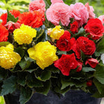 Plug Plants - Begonia Nonstop Mix  1