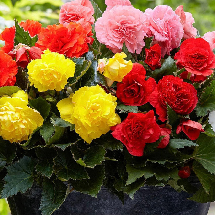 Plug Plants - Begonia Nonstop Mix  1