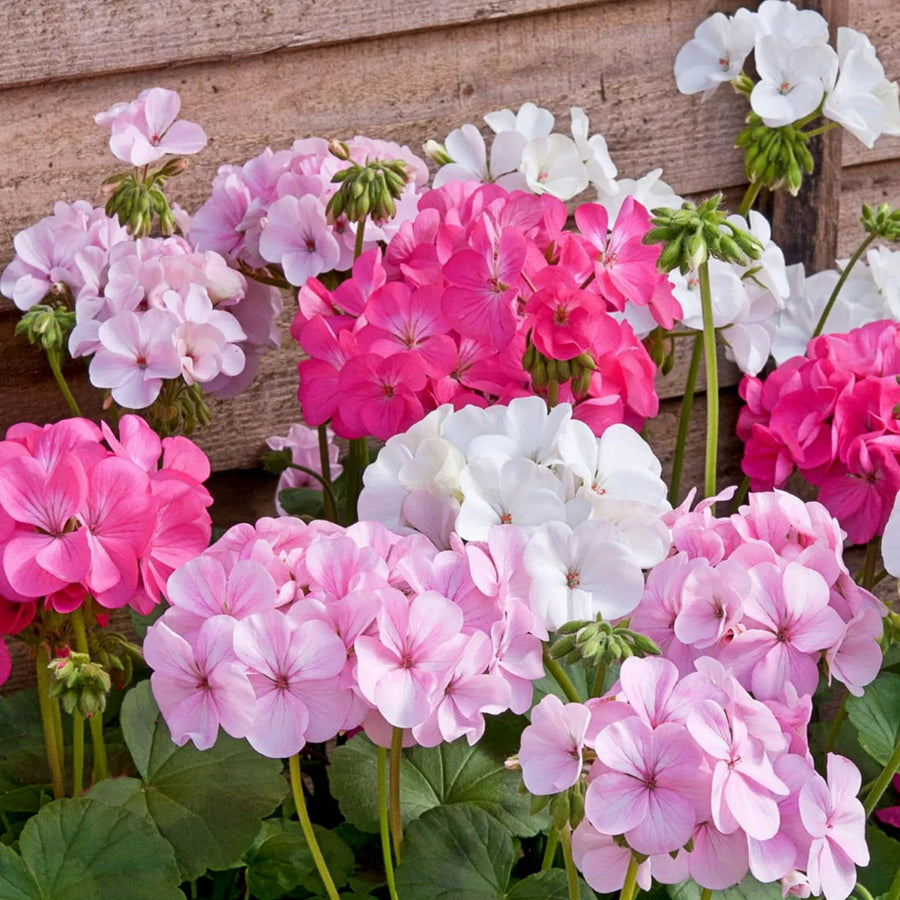 Plug Plants - Geranium Candyfloss Mix  1