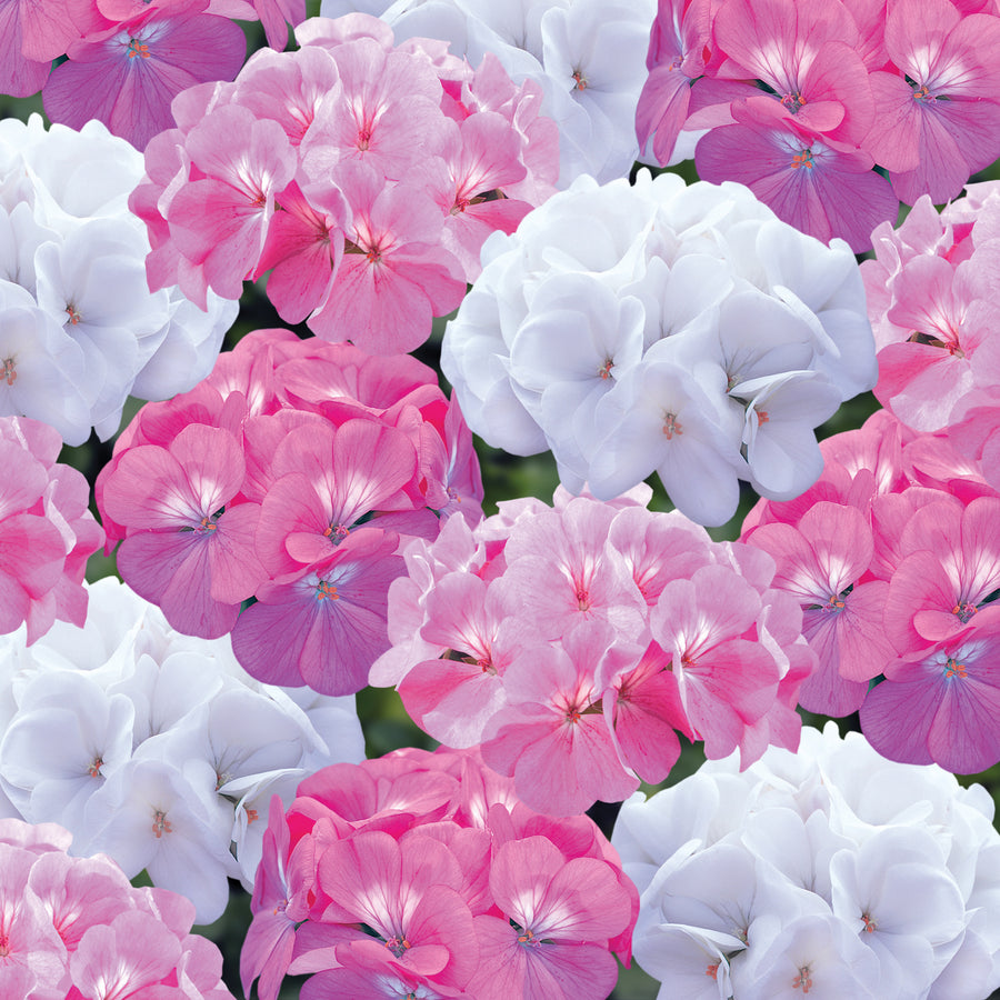 Plug Plants - Geranium Candyfloss Mix  3