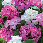 Geranium Plug Plants  7