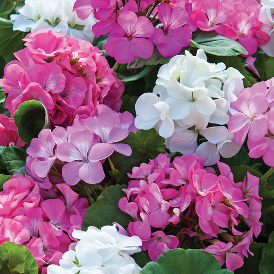 Geranium Plug Plants  7