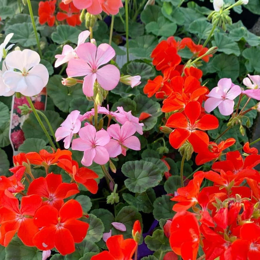 Plug Plants - Geranium Hot and Spicy Mix  1