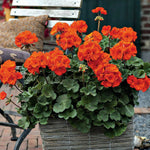 Plug Plants - Geranium Orange  3