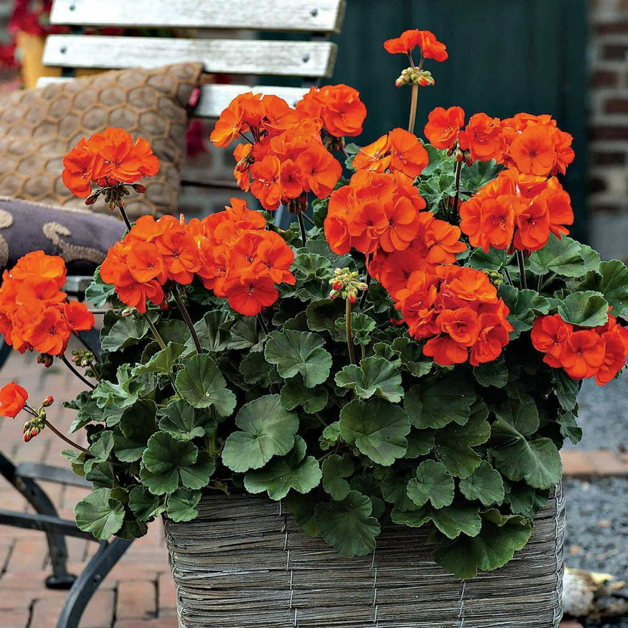 Plug Plants - Geranium Orange  3