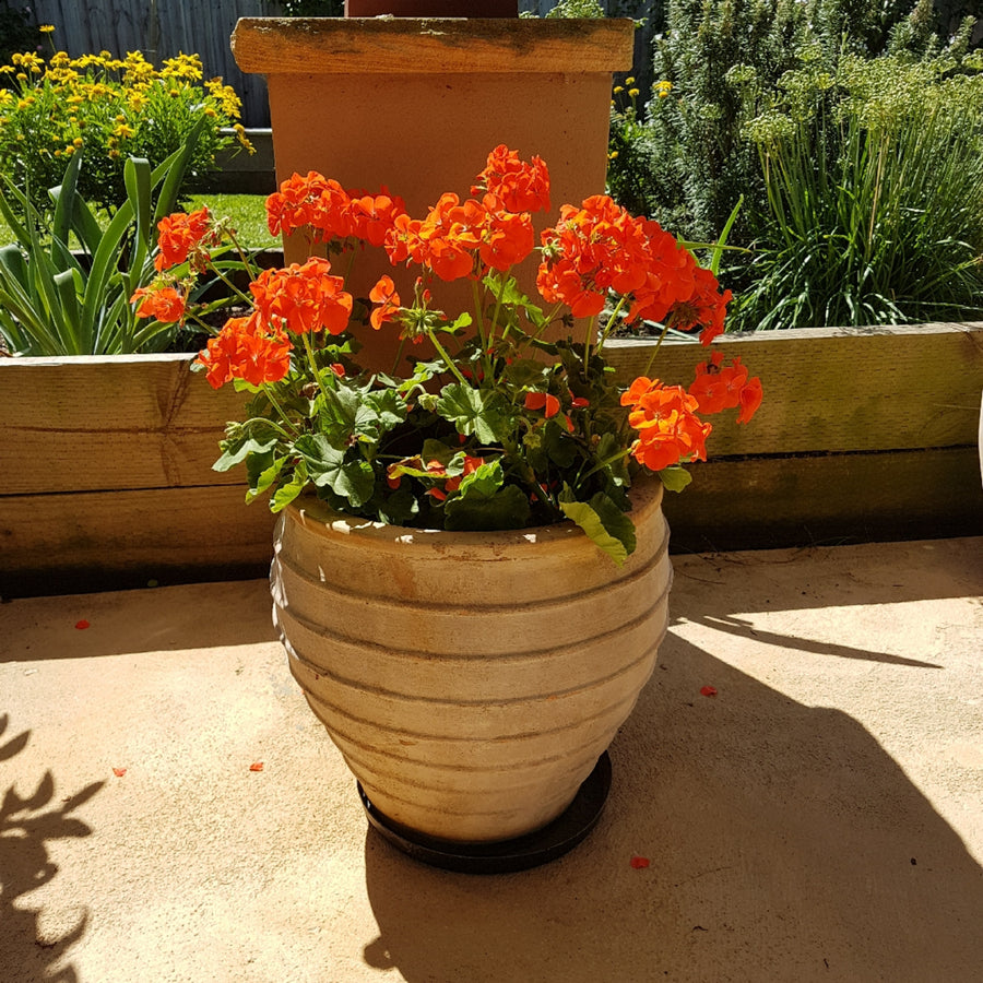 Plug Plants - Geranium Orange  2