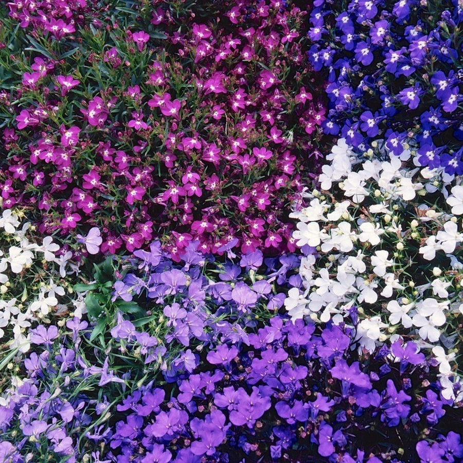 Plug Plants - Lobelia String of Pearls Mix  1