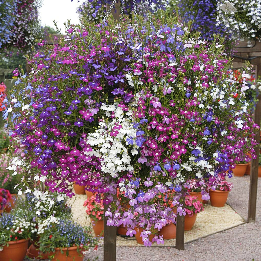 Plug Plants - Lobelia String of Pearls Mix  3