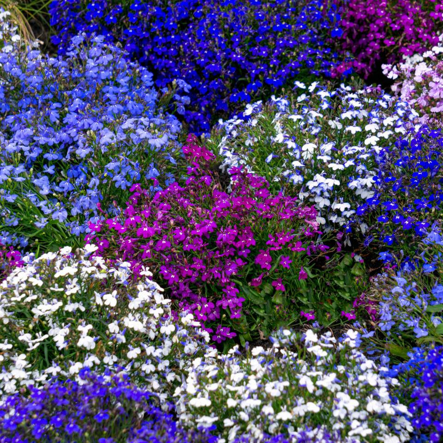Plug Plants - Lobelia String of Pearls Mix  4