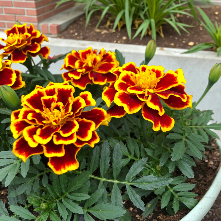 Plug Plants - Marigold Durango Bee  1
