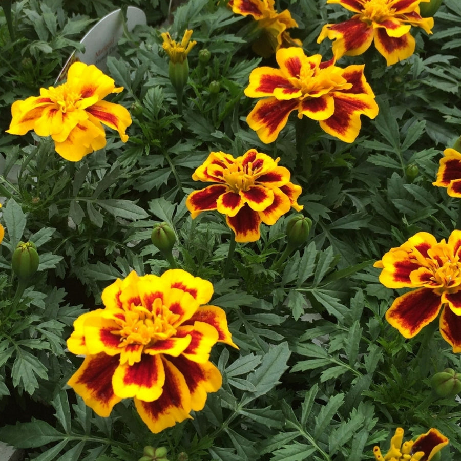 Plug Plants - Marigold Durango Bee  3
