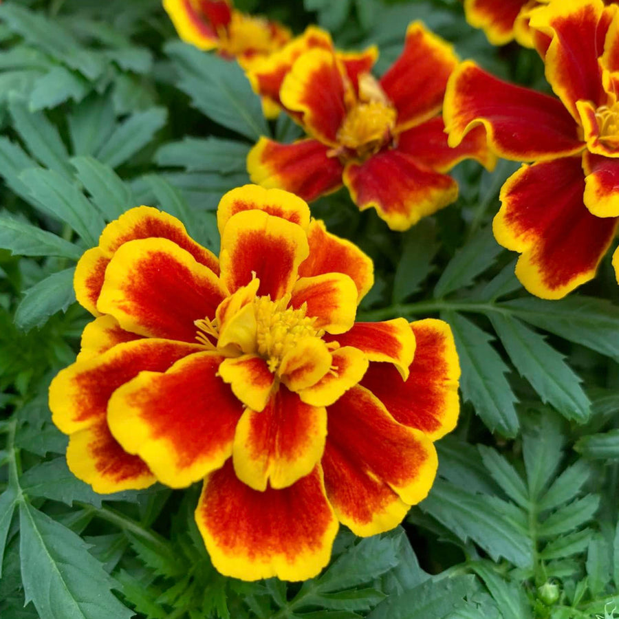 Plug Plants - Marigold Durango Bee  4