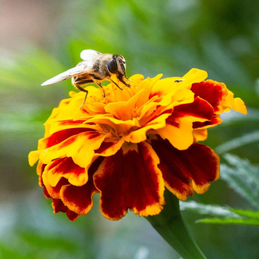 Plug Plants - Marigold Durango Bee  2