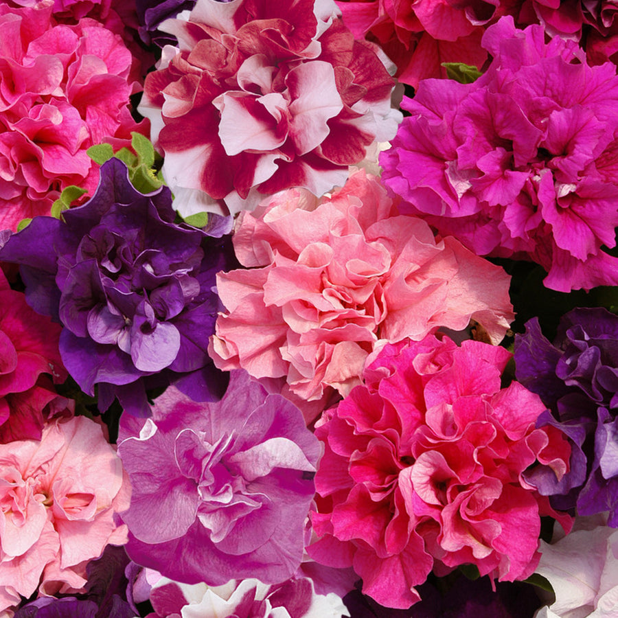 Plug Plants - Petunia Pirouette Mix  4