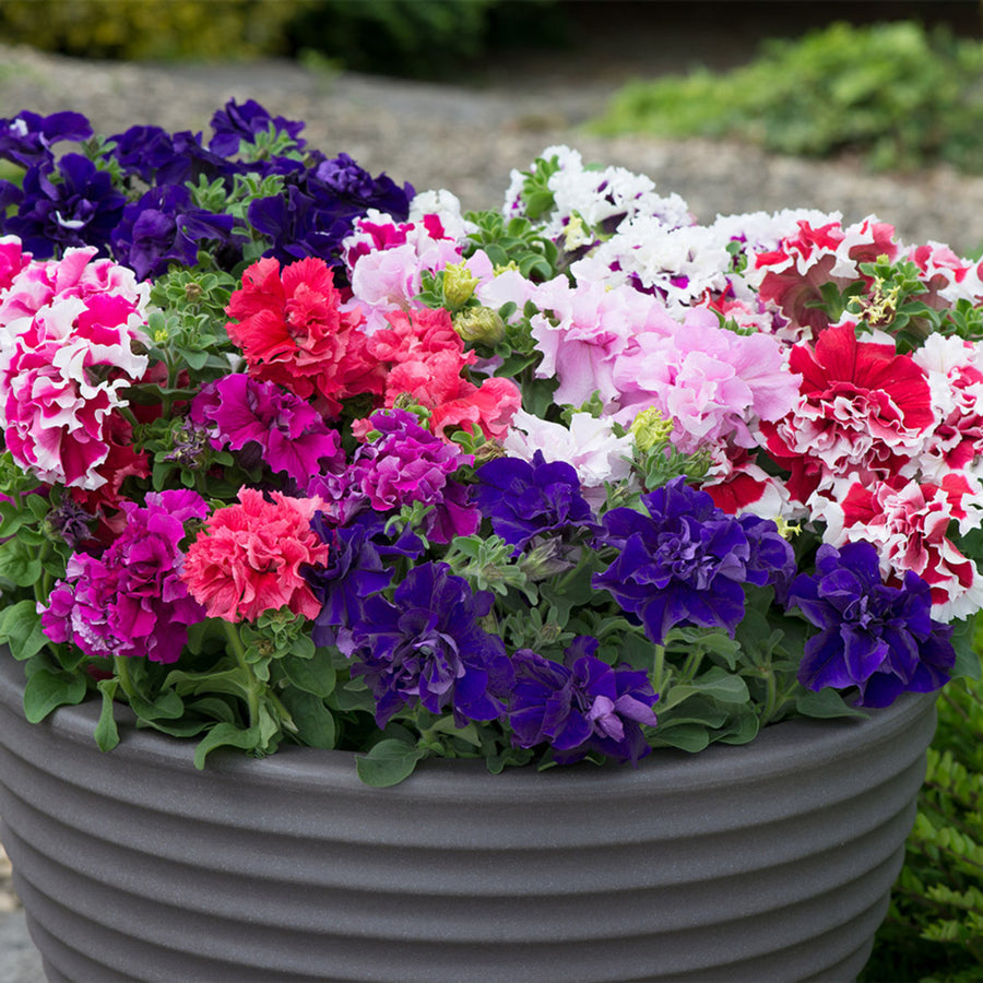 Plug Plants - Petunia Pirouette Mix  3