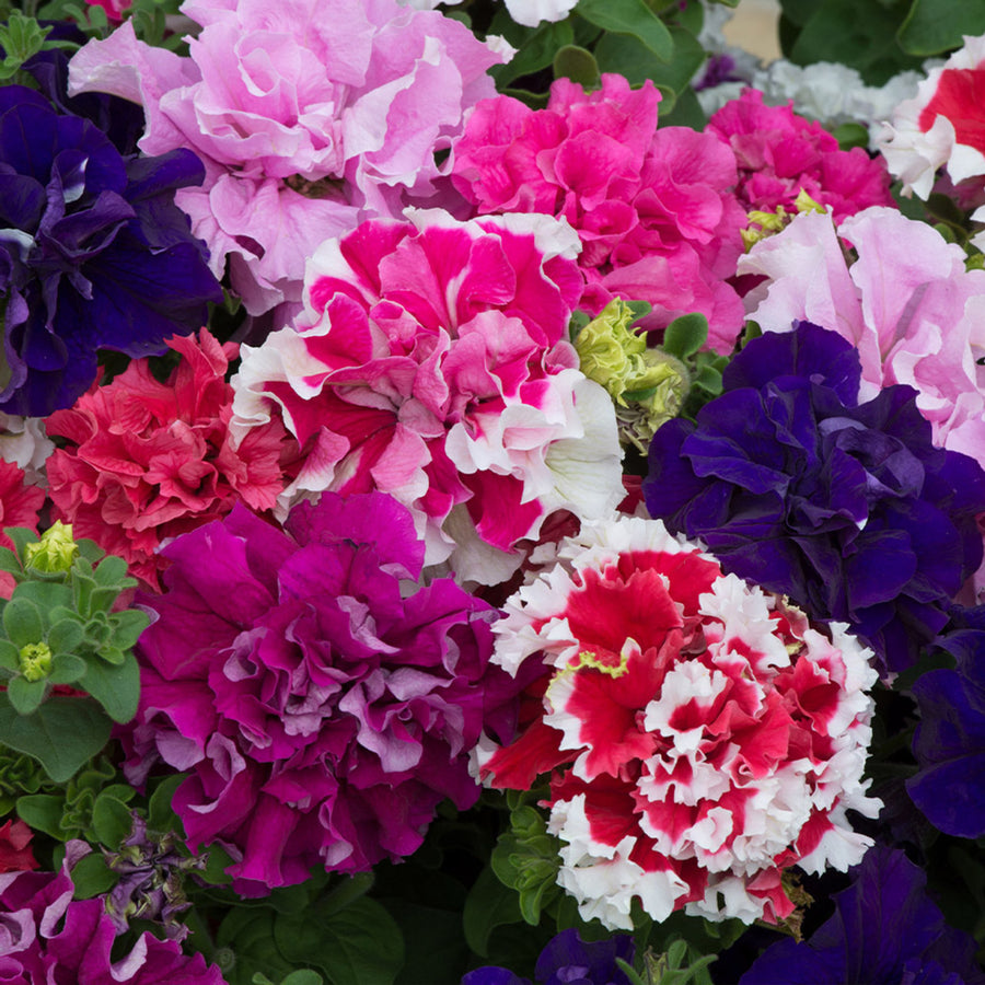 Plug Plants - Petunia Pirouette Mix  1