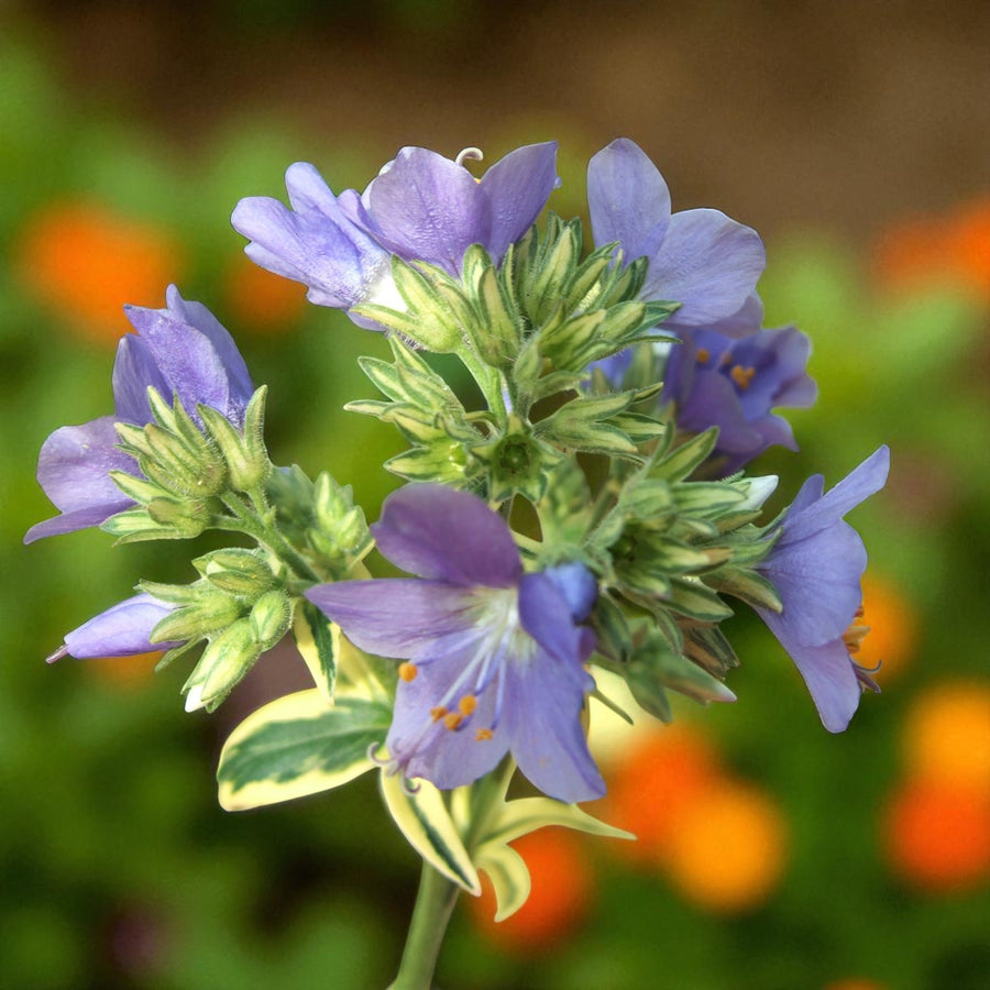 Polemonium Brise dAnjou Bare Root  4