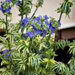 Polemonium Brise d'Anjou Bare Root  1