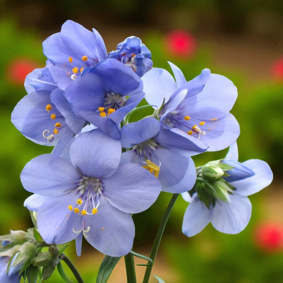 Polemonium Brise dAnjou Bare Root  2