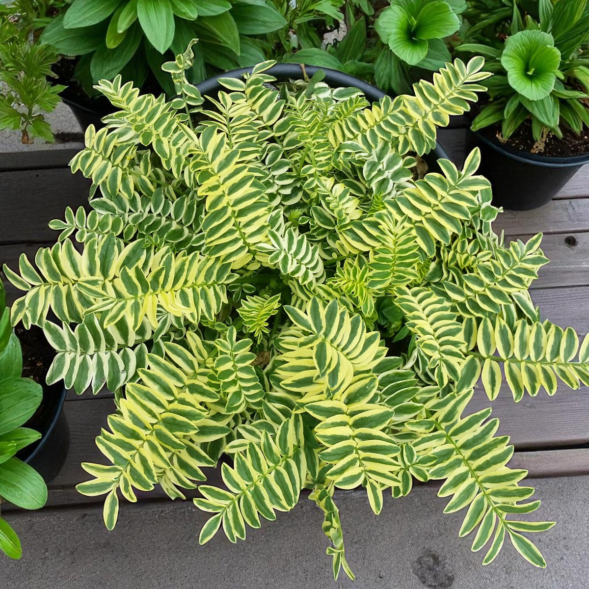 Polemonium Brise d'Anjou Bare Root  3