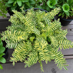 Polemonium Brise d'Anjou Bare Root  3