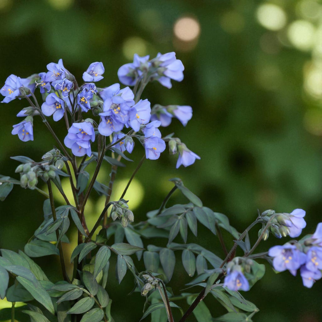 Polemonium Heaven Scent Bare Root