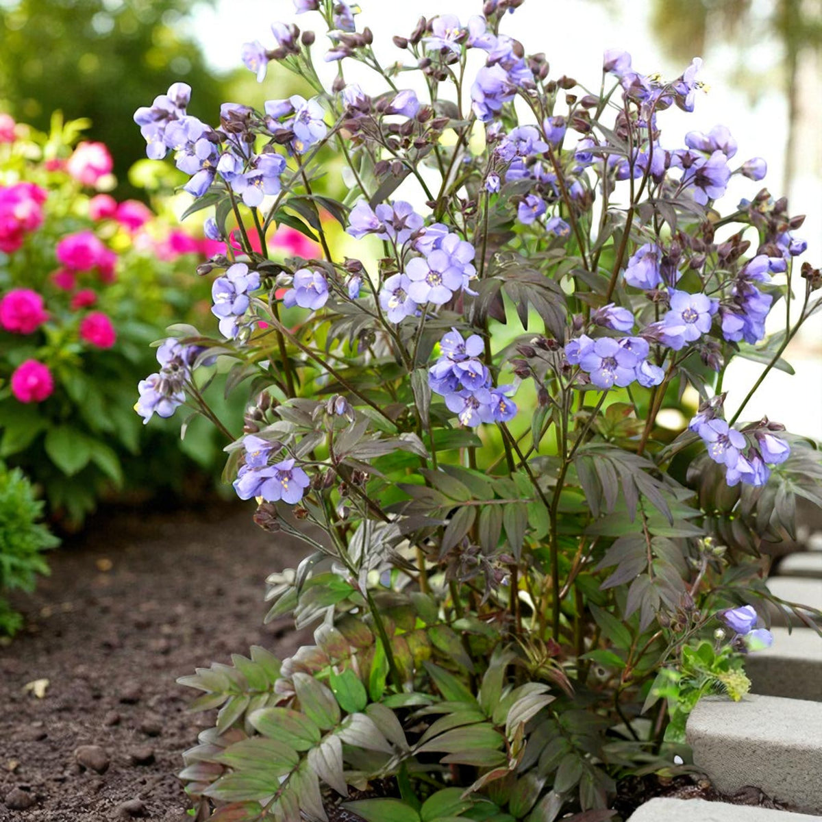 Polemonium Heaven Scent Bare Root  3