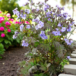 Polemonium Heaven Scent Bare Root  3