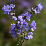 Polemonium Heaven Scent Bare Root  1