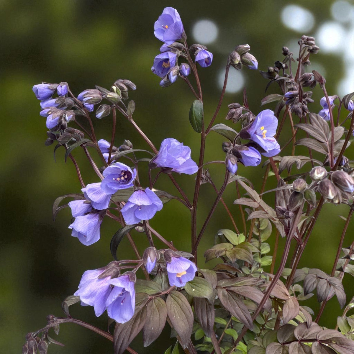 Polemonium Heaven Scent Bare Root  4