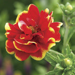 Potentilla Arc En Ciel Bare Root  2