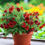 Potentilla Arc En Ciel Bare Root  3