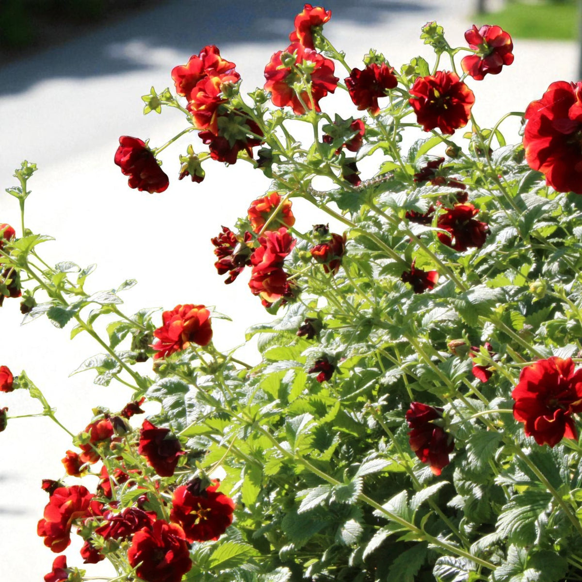 Potentilla Arc En Ciel Bare Root  4