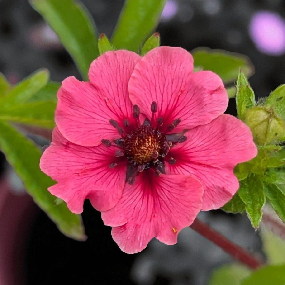 Potentilla Miss Willmott Bare Root  4