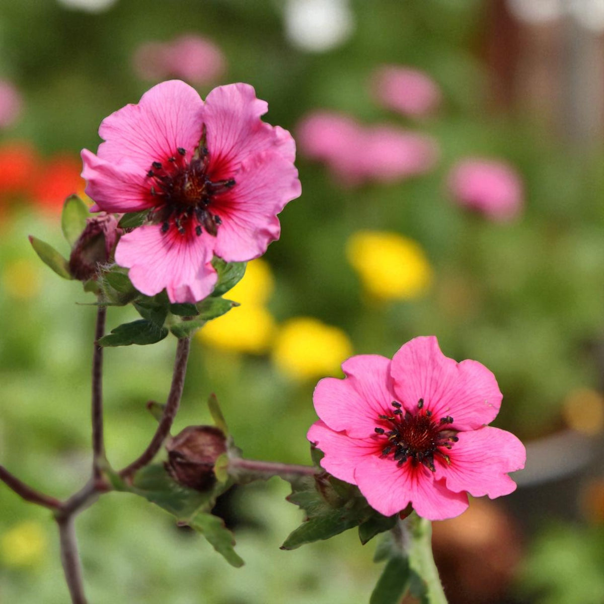 Potentilla Miss Willmott Bare Root  3