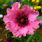 Potentilla Miss Willmott Bare Root  2