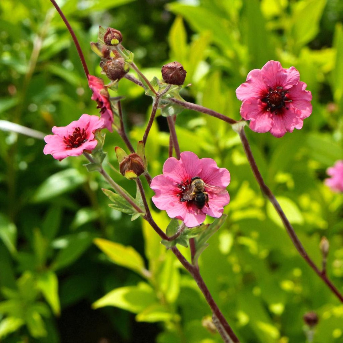 Potentilla Miss Willmott Bare Root  1