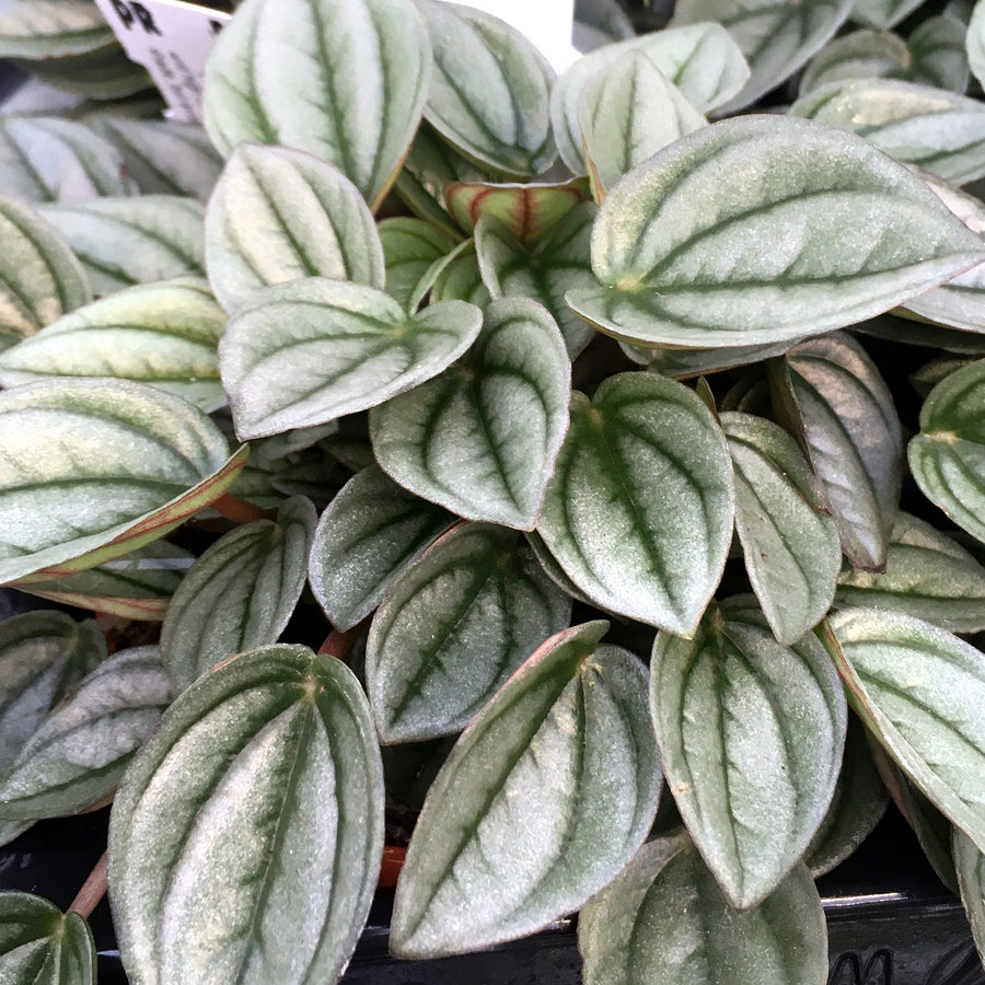 Peperomia Plant Mix PPL289-v1 5