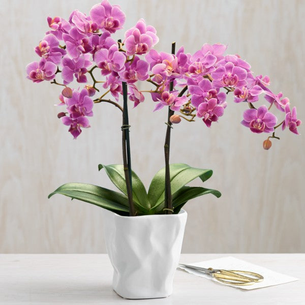 Pink Orchid Plant Pink Orchid Plant - Phalaenopsis Multiflora image3 3