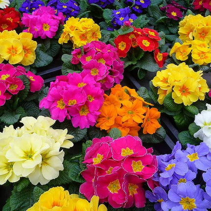 mixed bright primrose primula plants