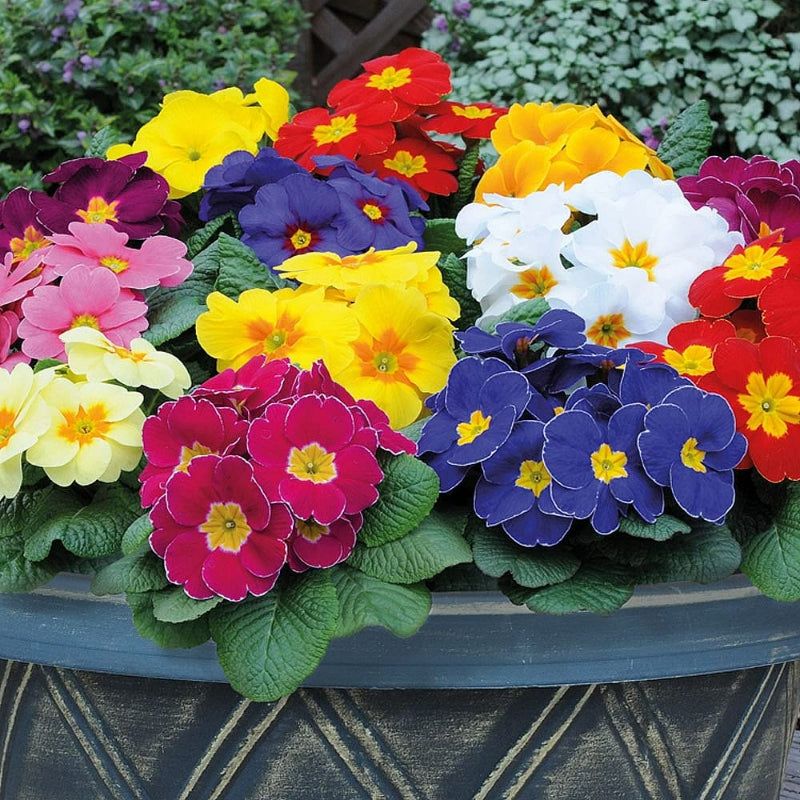 Primrose Bright Mix Bedding Plants  2