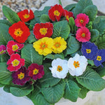Primrose Bedding Plants  3