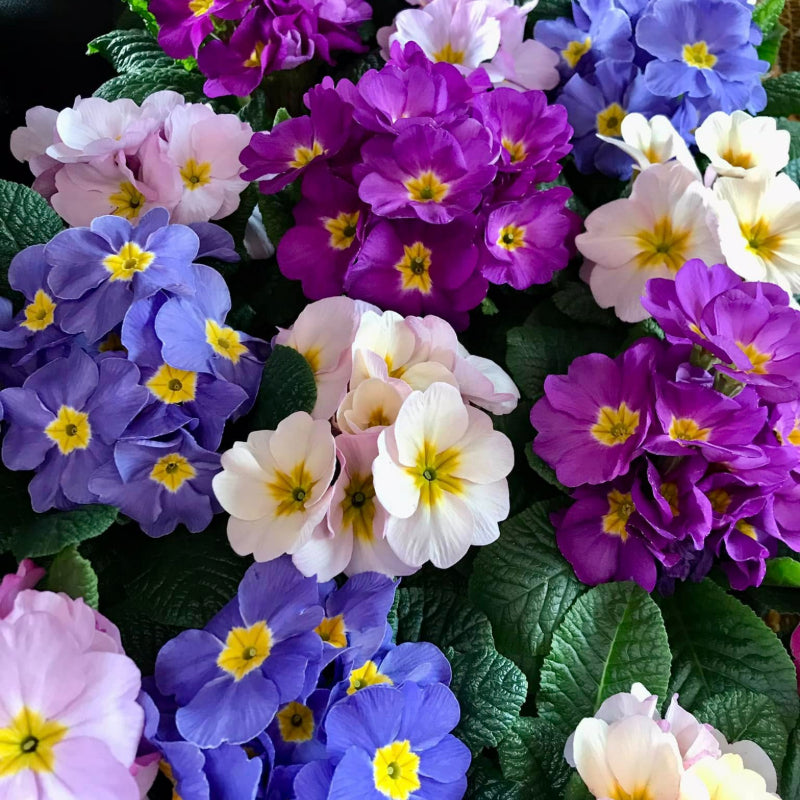 Primrose Bedding Plants  4